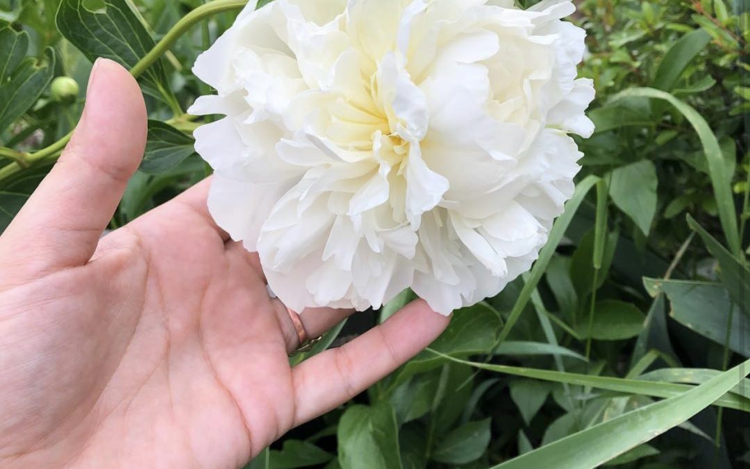 ✨🌸Giving new meanings to events in our lives